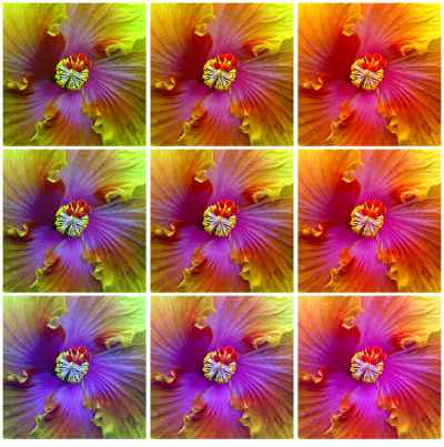 Hibiscus