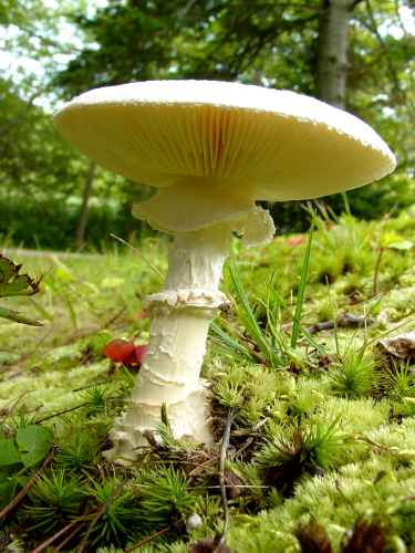 Under the Toadstool