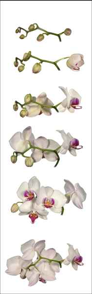 Orchid